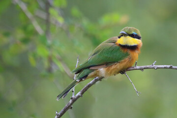 Zwergspint / Little bee-eater / Merops pusillus