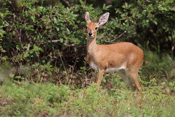 Afrikanischer Steinbock / Steenbok / Raphicerus campestris