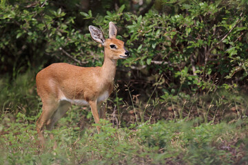 Afrikanischer Steinbock / Steenbok / Raphicerus campestris