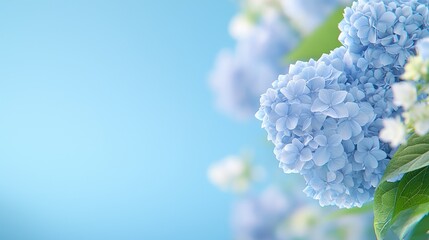Blue hydrangeas bloom spring pastel background website banner