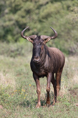 Streifengnu / Blue wildebeest / Connochaetes taurinus