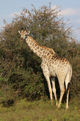 Giraffe / Giraffe / Giraffa camelopardalis