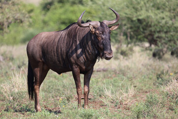 Streifengnu / Blue wildebeest / Connochaetes taurinus