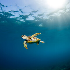 Majestic sea turtle swimming gracefully in crystal clear blue ocean with sunlight filtering through water