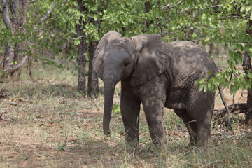 Fototapeta premium Afrikanischer Elefant / African elephant / Loxodonta africana