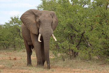 Obraz premium Afrikanischer Elefant / African elephant / Loxodonta africana