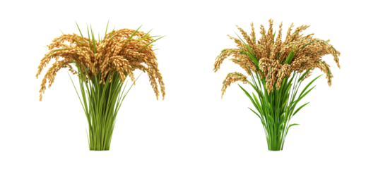 Golden Rice Stalks on Transparent Background