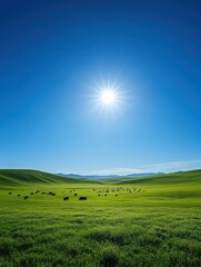 Fototapeta premium Sunny day, cattle graze green pasture, rolling hills, clear sky, landscape