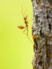 Weaver ants or Oecophylla are walking on a tree trunk