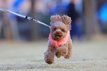 公園を走るトイ・プードル