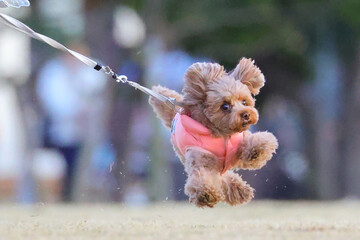 公園でダッシュするトイ・プードル © ぬいぐるみ王国