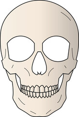 The Illustration of human head skeleton