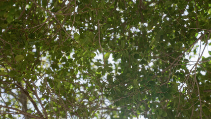 Green leaves and branches of a tree fill the frame, creating a lush canopy that implies an outdoor setting in spain during a bright day.
