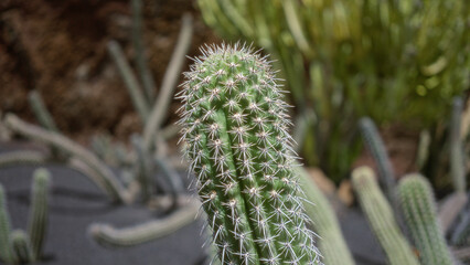 Trichocereus terscheckii cactus captured in bright daylight at the cactus garden in lanzarote, canary islands, showcasing its distinctive spines and green flesh.