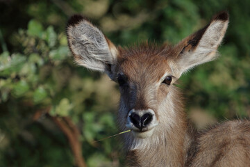 Wasserbock / Waterbuck / Kobus ellipsiprymnus..