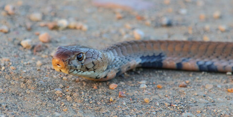 Mosambik-Speikobra / Mozambique spitting cobra / Naja mossambica