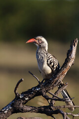 Rotschnabeltoko / Red-billed hornbill / Tockus erythrorhynchus
