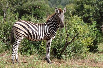 Steppenzebra / Burchell's zebra / Equus quagga burchellii.