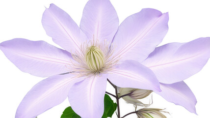 Obraz premium Clematis flowers