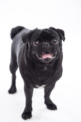 black pug dog isolated on a white background. studio shot. pet photography