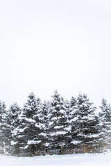 Wisconsin pine trees covered with snow in a February snowstorm