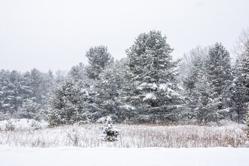 Wisconsin pine trees covered with snow in a February snowstorm