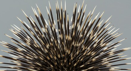 Naklejka premium Close-up of Porcupine Quills Showing Sharp Spines and Natural Patterns