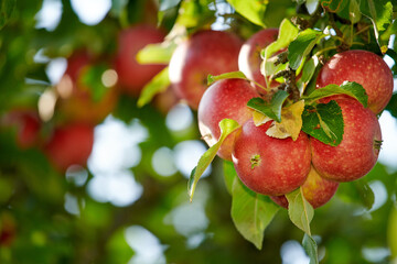 Fruit, agriculture and trees with apples in nature for farm, sustainability produce or spring season. Ecology, environment and growth with climate resistant plant in orchard for species cultivation
