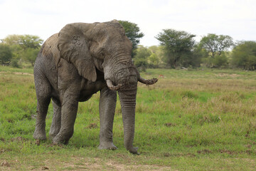 Obraz premium Afrikanischer Elefant / African elephant / Loxodonta africana