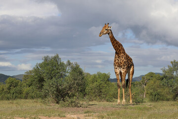 Giraffe / Giraffe / Giraffa camelopardalis