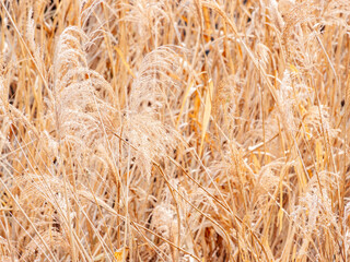 輝くススキの野原04