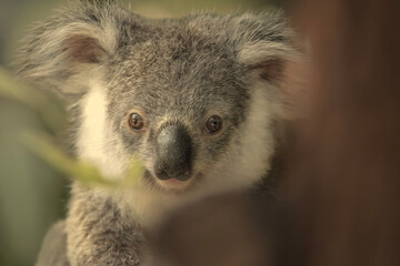The koala joey, sometimes incorrectly called the koala bear, is an arboreal herbivorous marsupial native to Australia.