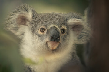 The koala joey, sometimes incorrectly called the koala bear, is an arboreal herbivorous marsupial native to Australia.