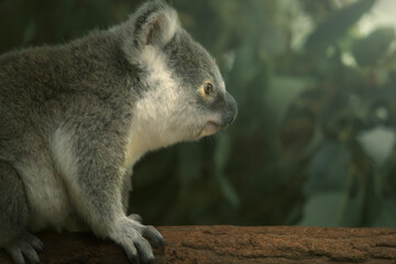 The koala joey, sometimes incorrectly called the koala bear, is an arboreal herbivorous marsupial...