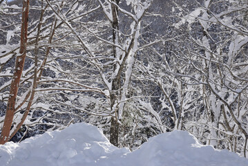厳冬の雪景色