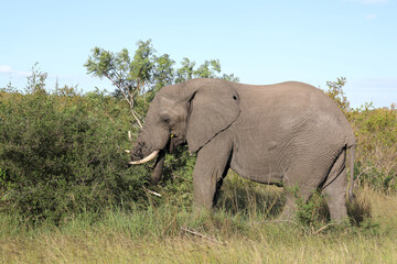 Obraz premium Afrikanischer Elefant / African elephant / Loxodonta africana