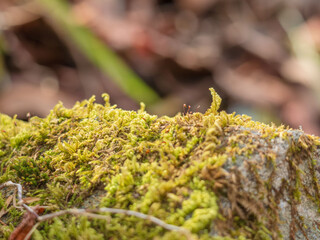 冬の野山で苔のクローズアップ04