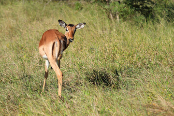 Schwarzfersenantilope / Impala / Aepyceros melampus