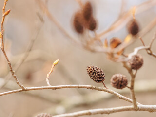冬の野山のヤシャブシ01