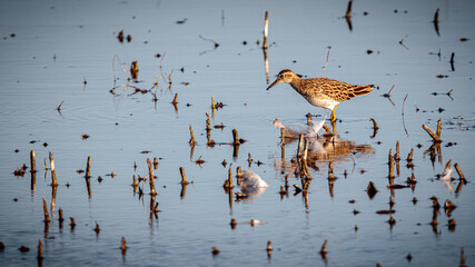 Pectoral Sandpiper