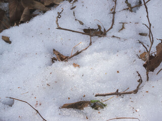 日差しに輝く残雪と枯葉48