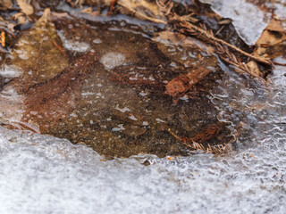 溶けて凍りついた雪と枯葉05