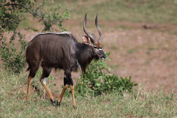 Nyala / Nyala / Tragelaphus angasii.