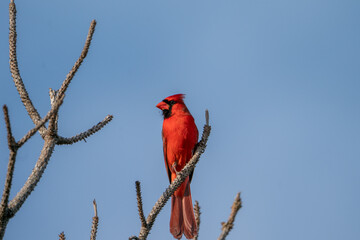 Northern Cardinal perched on the branch of a tree.
