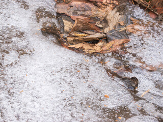 溶けて凍りついた雪と枯葉22