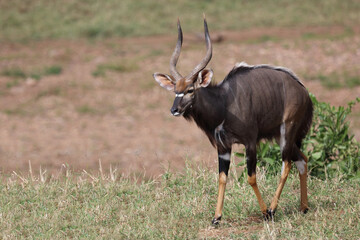 Nyala / Nyala / Tragelaphus angasii.