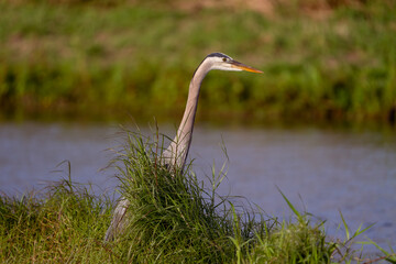 Great Blue Heron standing on the edge of a river.