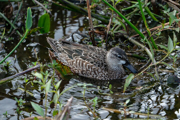 Blue-winged Teal wading in a lake.