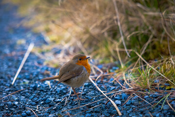 European Robin