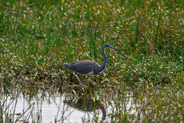 Tricolored Heron walking through thick brush in a lake.